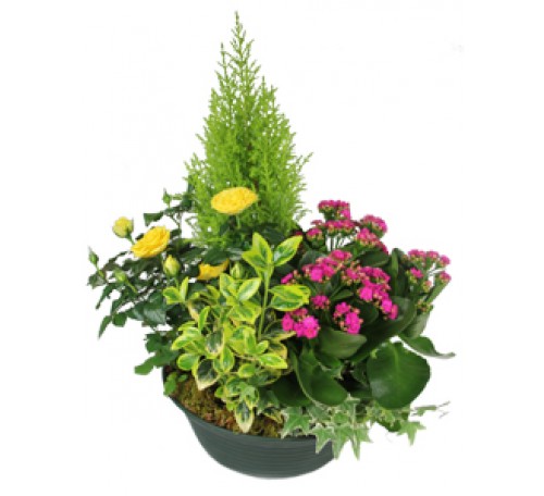 COUPE DE PLANTES POUR OBSEQUES