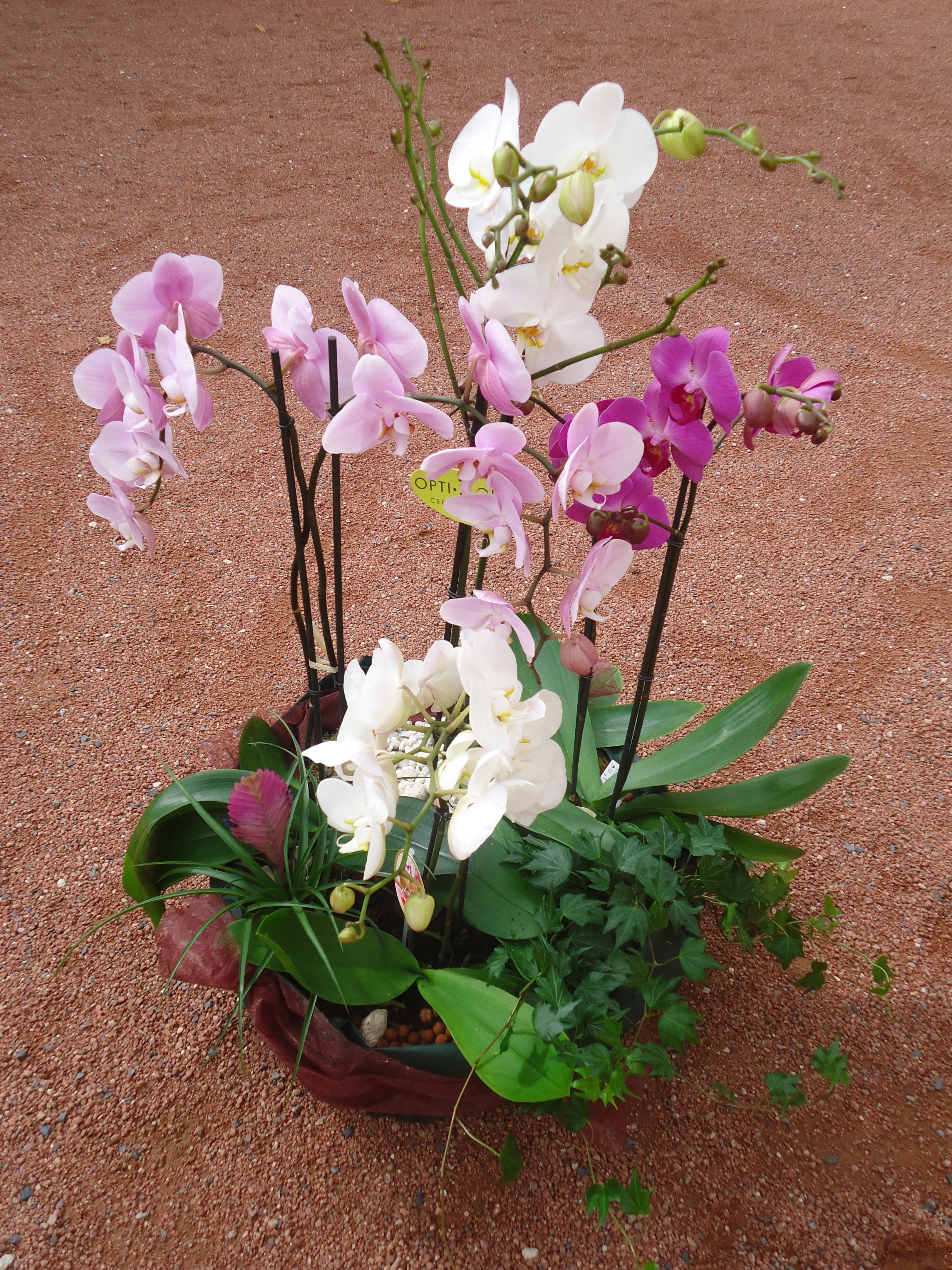 Plante d'orchidée architecturale