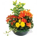 coupe de plantes 