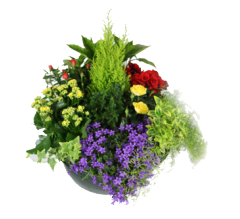 Envoi de fleurs à MONTREUIL SOUS BOIS (93100)