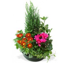 COUPE DE PLANTES SEPULTURE  ref CDP 06